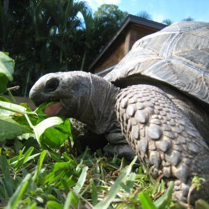 ALDABRA BREEDER