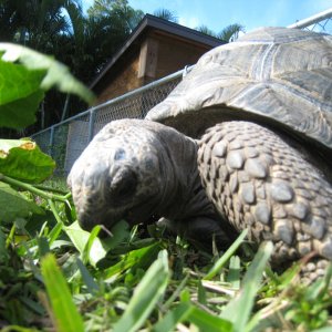 ALDABRA BREEDER