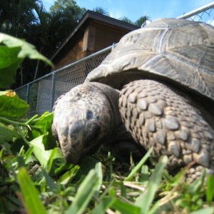 ALDABRA BREEDER