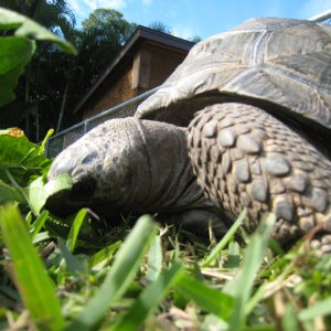 ALDABRA BREEDER