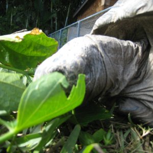 ALDABRA BREEDER