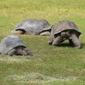 ALDABRA BREEDER