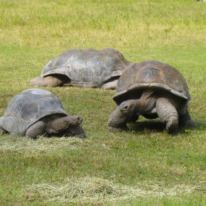 ALDABRA BREEDER