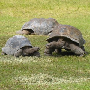 ALDABRA BREEDER