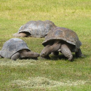 ALDABRA BREEDER