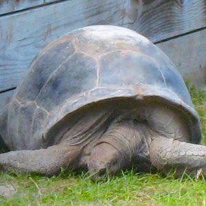 ALDABRA BREEDER