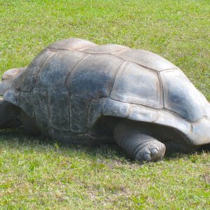 ALDABRA BREEDER