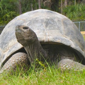 ALDABRA BREEDER