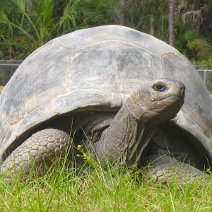 ALDABRA BREEDER