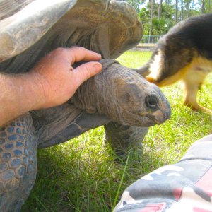 ALDABRA BREEDER