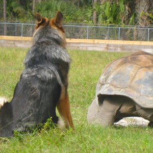 ALDABRA BREEDER