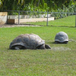 ALDABRA BREEDER