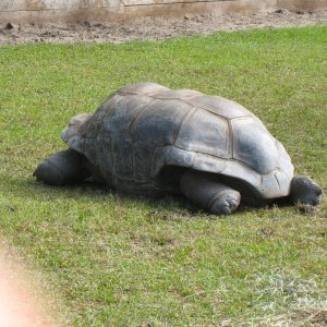 ALDABRA BREEDER