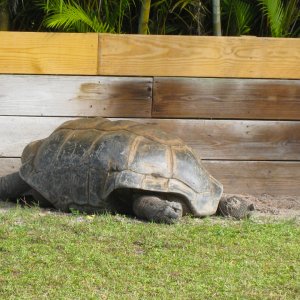 ALDABRA BREEDER