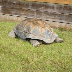 ALDABRA BREEDER