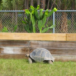ALDABRA BREEDER