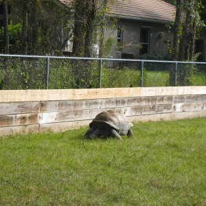 ALDABRA BREEDER