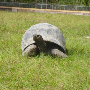 ALDABRA BREEDER