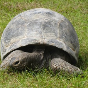 ALDABRA BREEDER