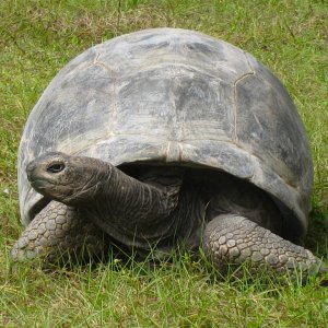 ALDABRA BREEDER