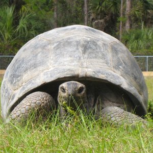 ALDABRA BREEDER