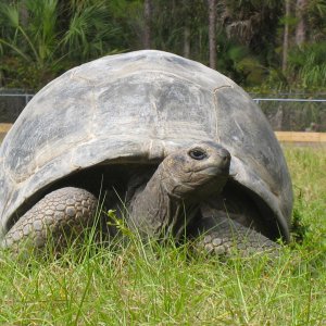 ALDABRA BREEDER