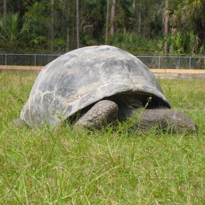 ALDABRA BREEDER