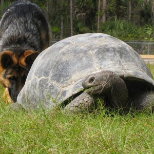 ALDABRA BREEDER