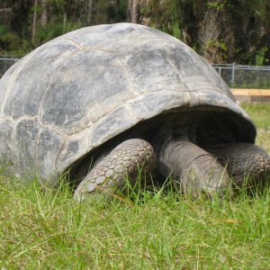 ALDABRA BREEDER