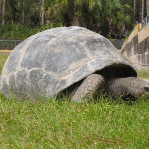 ALDABRA BREEDER