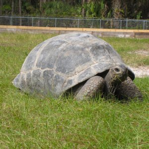 ALDABRA BREEDER