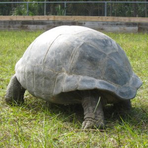 ALDABRA BREEDER