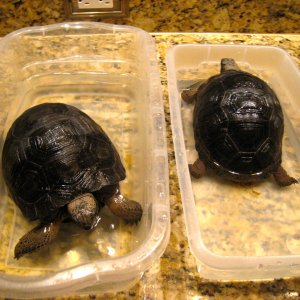 ALDABRA BREEDER