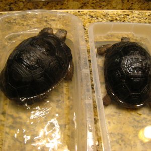 ALDABRA BREEDER