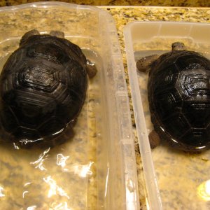 ALDABRA BREEDER