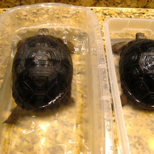 ALDABRA BREEDER