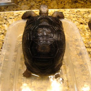 ALDABRA BREEDER