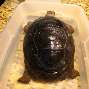 ALDABRA BREEDER
