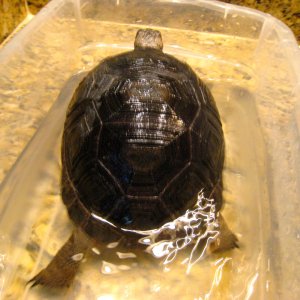 ALDABRA BREEDER