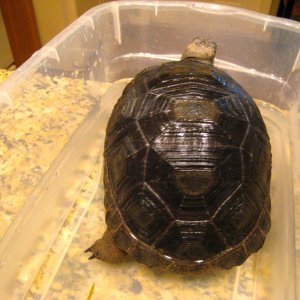 ALDABRA BREEDER