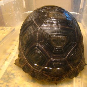 ALDABRA BREEDER