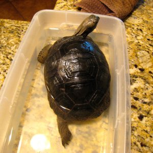 ALDABRA BREEDER