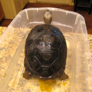 ALDABRA BREEDER