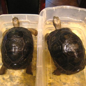 ALDABRA BREEDER