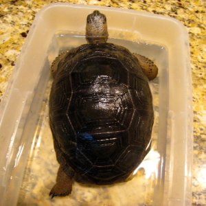 ALDABRA BREEDER