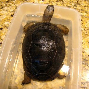 ALDABRA BREEDER