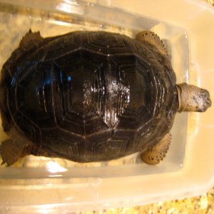 ALDABRA BREEDER