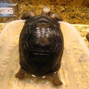ALDABRA BREEDER