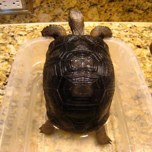 ALDABRA BREEDER