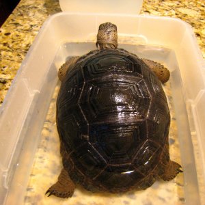 ALDABRA BREEDER